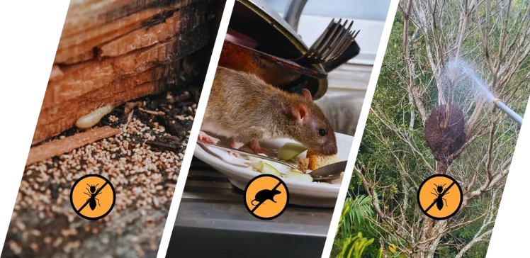 exterminadores-comejen-ratas-termitas Exterminadores de plagas Puerto Rico